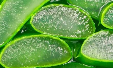 Babosa – Aloe Vera el e’ Rainha di planta medicinal.
