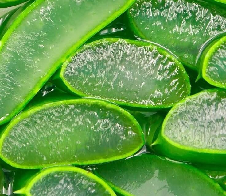 Babosa – Aloe Vera el e’ Rainha di planta medicinal.